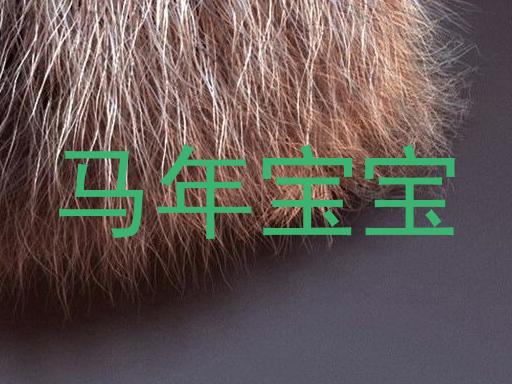 马年宝宝