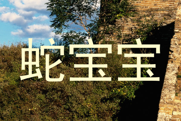 蛇宝宝