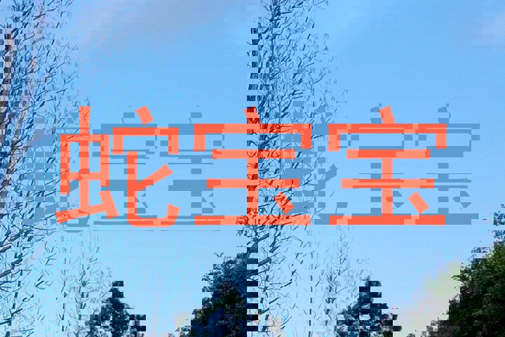 蛇宝宝