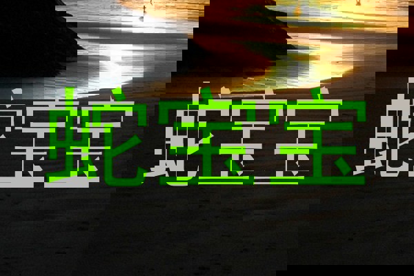 蛇宝宝