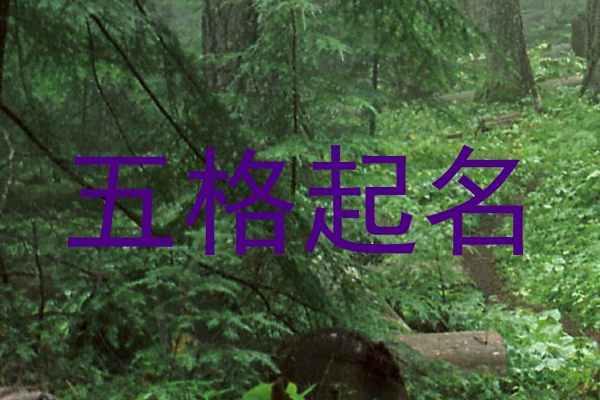 五格起名