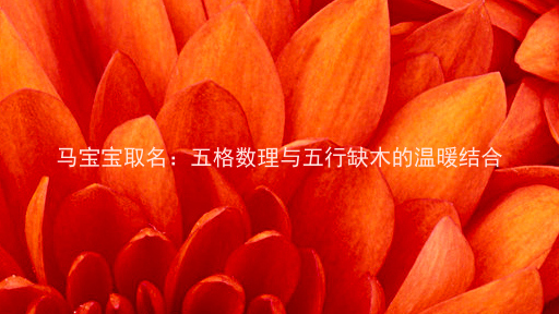 马宝宝取名：五格数理与五行缺木的温暖结合