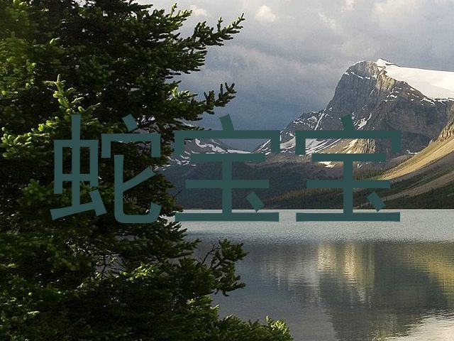 蛇宝宝