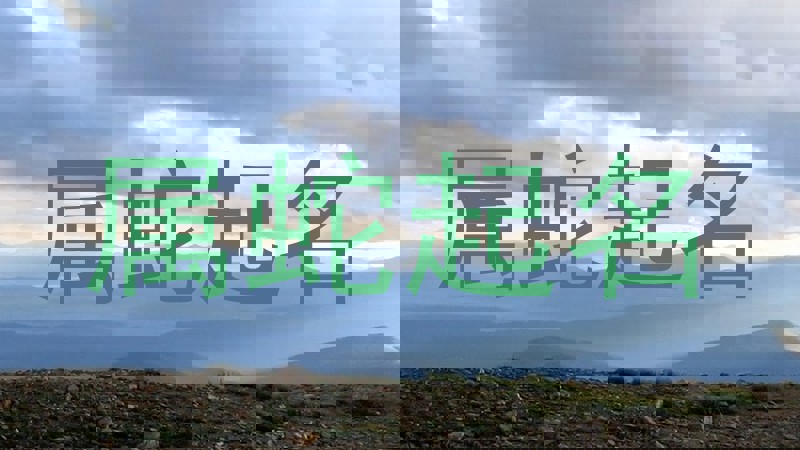属蛇起名