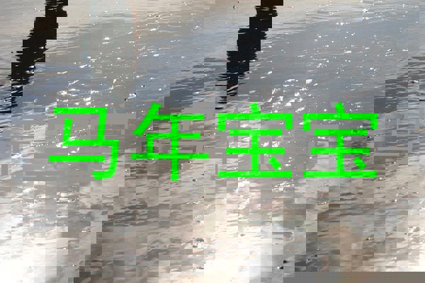 马年宝宝