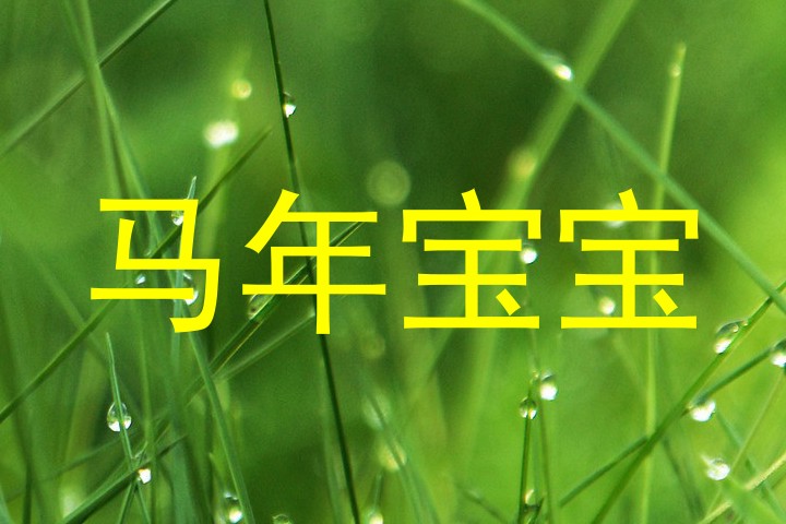 马年宝宝