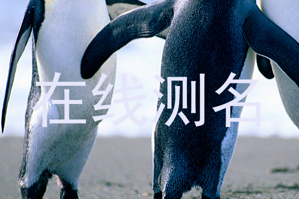 在线测名