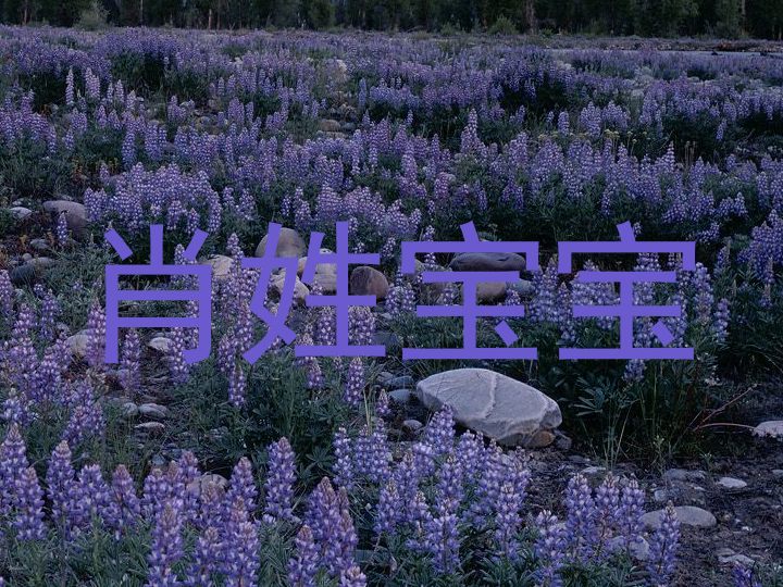 肖姓宝宝