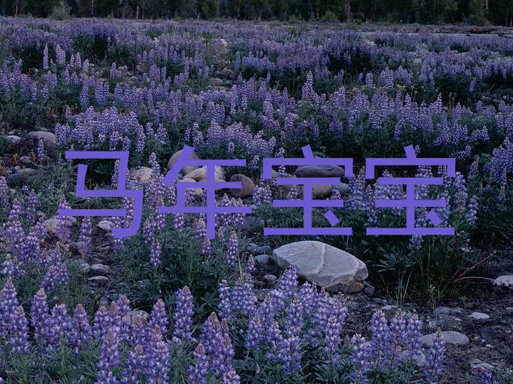 马年宝宝