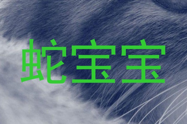 蛇宝宝