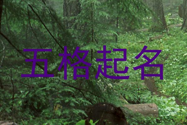 五格起名