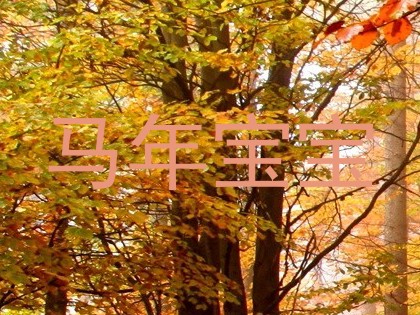 马年宝宝