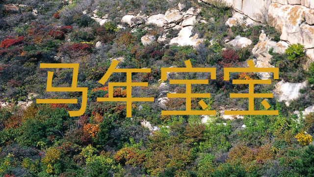 马年宝宝