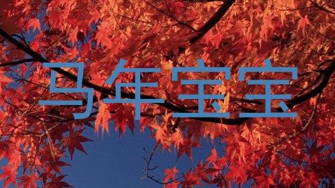 马年宝宝