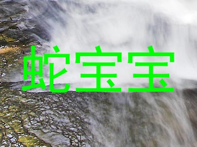 蛇宝宝