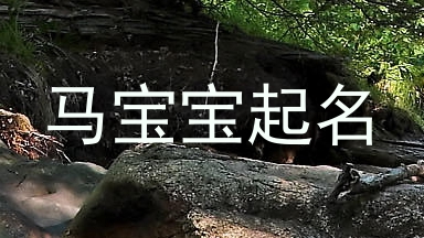马宝宝起名
