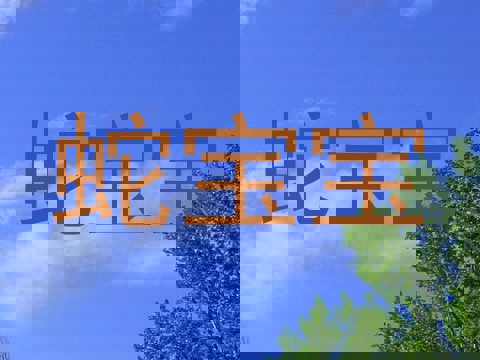 蛇宝宝