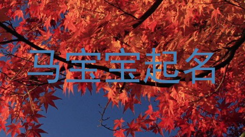 马宝宝起名
