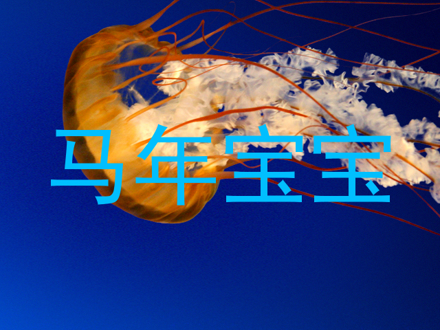 马年宝宝