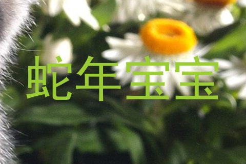 蛇年宝宝