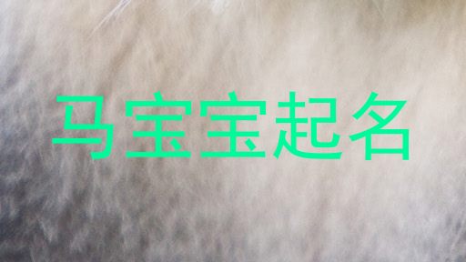 马宝宝