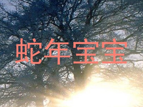 蛇年宝宝