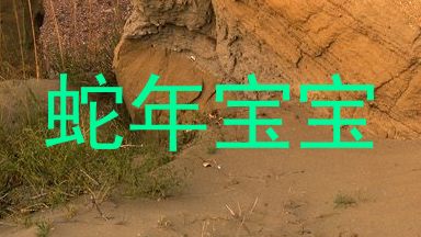 蛇年宝宝