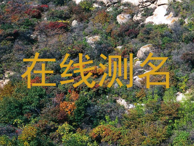 在线测名