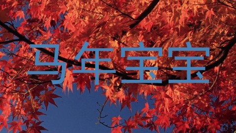 马年宝宝