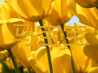 马宝宝