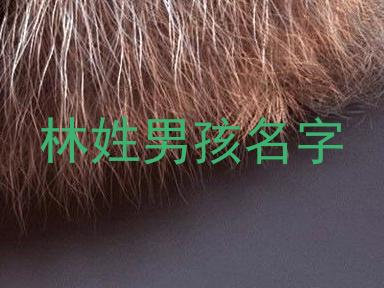 林姓男孩名字