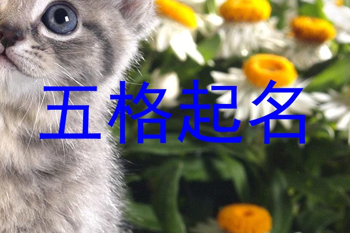 五格起名