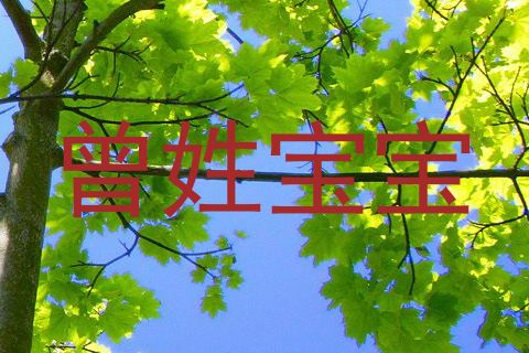 曾姓宝宝
