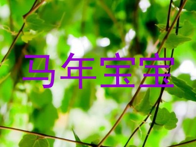 马年宝宝
