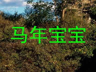 马年宝宝