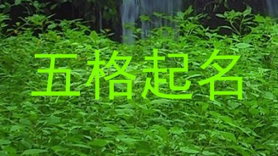 五格起名