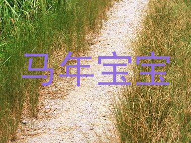 马年宝宝