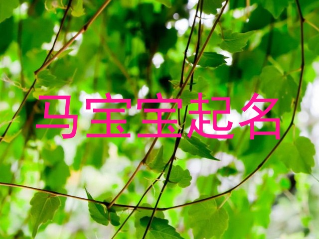 马宝宝