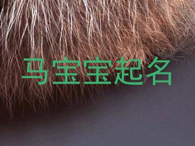 马宝宝起名