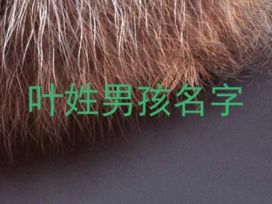 叶姓男孩名字