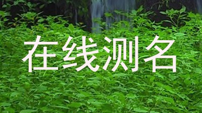 在线测名