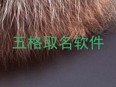 五格取名软件