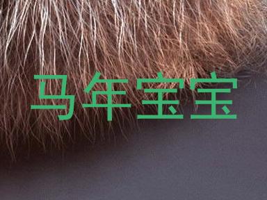 马年宝宝