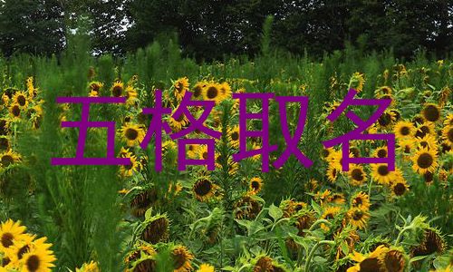 五格取名
