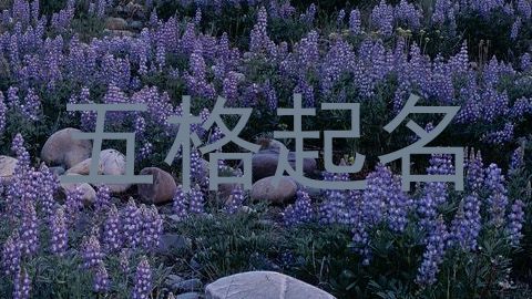 五格起名