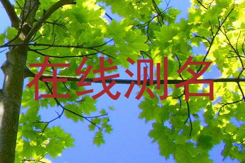 在线测名