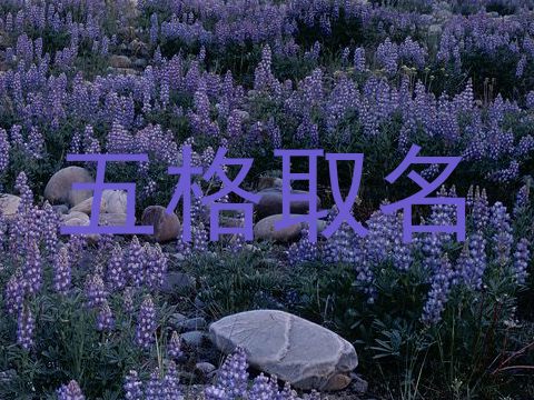 五格取名