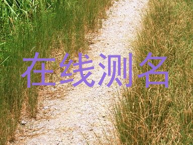 在线测名