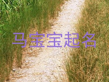 马宝宝起名
