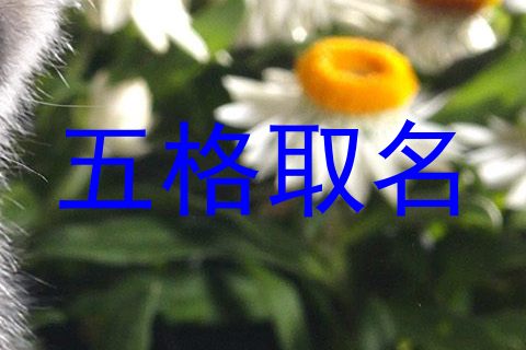 五格取名